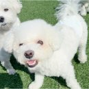 놀루오숑 이미지