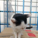 나도 고양이 생겼다 이미지