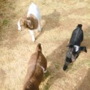 분홍염소 이미지