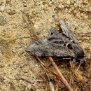 하대1리 이미지