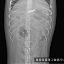 돌봄동물메디컬클리닉 이미지