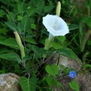 사니정원 이미지