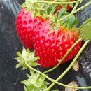 표씨농장 이미지