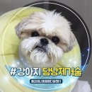 (주)메디칼응급환자이송단 | 16살 노령견 강아지 담석증 담도폐쇄로 담낭 제거 수술 후기