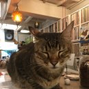 고양이카페 이미지
