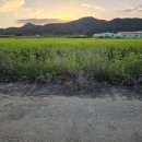 오수동농장 이미지