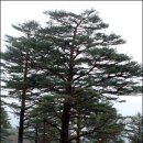 흙과소나무 이미지