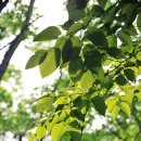 곰배령 주니네 이미지