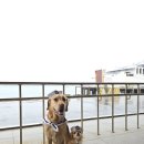 펫클라우드 이미지