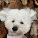 놀러오개 애견유치원 호텔 고기점 이미지