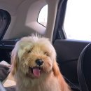 퍼피스쿨(puppy school) | 구미 실내 애견카페 컴페니언, 대구 애견유치원 추천