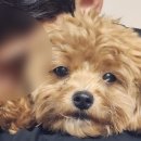 용두 농장 이미지