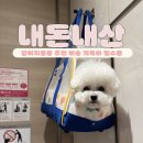 개 키우는 언니 | [내이름은딱지] 내돈내산 펫용품 비숑 개육아 강아지용품 필수품
