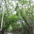 서산트레킹클럽, 8월 10일(일) 대전 보문산 도시공원 행복숲길 걷기 이미지