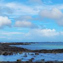 프렌치 비자림 이미지