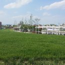 청보리축산 이미지