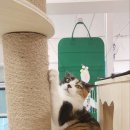 츄냥이 하우스 이미지