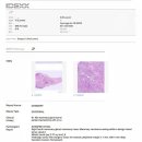 sun동물병원 | 수원동물병원추천 작은 몽우리에서 시작된 유선종양 가을이의 수술 이야기