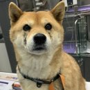 해뜨는 동물병원 이미지