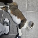 손진규동물병원 이미지