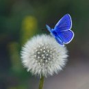 장미아파트 이미지