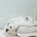 이정훈 강아지 이미지