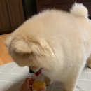 반하다펫 이미지