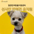 선샤인 반려견 유치원 티스토리