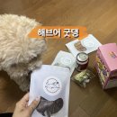 해브어굿댕 | [ 동명동 애견수제간식 ] 해브어 굿댕에서 강아지 간식 후기!