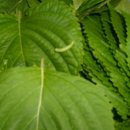 정선농장 이미지