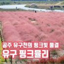 충남 공주 가볼만한곳 유구 핑크뮬리 공주 볼거리 이미지