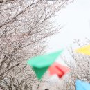 성인오락실 보물섬 | 증평 가볼만한곳 보강천 미루나무숲 한복나들이