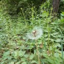 민들레공인중개사사무소 이미지