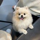 제이에스펫