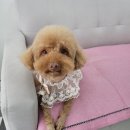 까미랑 몽이 네이버블로그