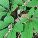 지리산야생삼 이미지