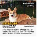 행복한댕댕이 네이버블로그