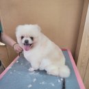 포항애견미용학원 이미지