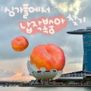 🇸🇬싱가포르 납작복숭아 어디서 팔까? 제철 정보 철 아닐 때 구매한 후기