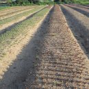 아부지농장 이미지