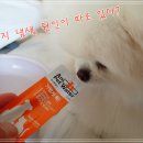 근원농장 | 강아지냄새제거 방법｜동물농장 공식협찬 ‘애니펫워터’ 체내 냄새 관리 후기