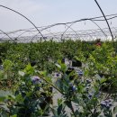 남평농장 이미지