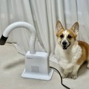 덕철 | [고객 리얼 후기]드라이를 늠름하게 잘 하는 강아지 보실 분?(ft.두즈 시즌2랑 시즌2 프로 차이와 비교)