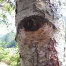 달이는곳, 다린