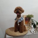 다이아몬독 이미지