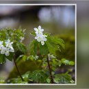 나도나도 이미지