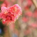 2025 섬 홍매화축제 이미지