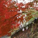 마곡사경내 이미지