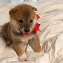 미양축산 이미지