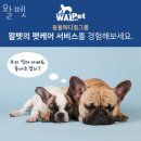 LOVING PET | 삼성동애견샵 왈펫 좋은 애견샵 고민 될 땐